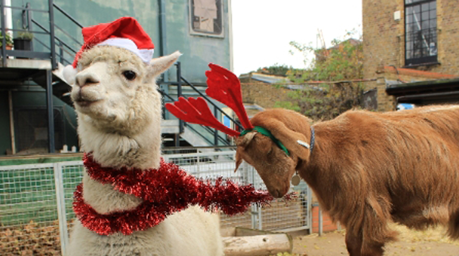 Vauxhall Farm goat and llama christmas london