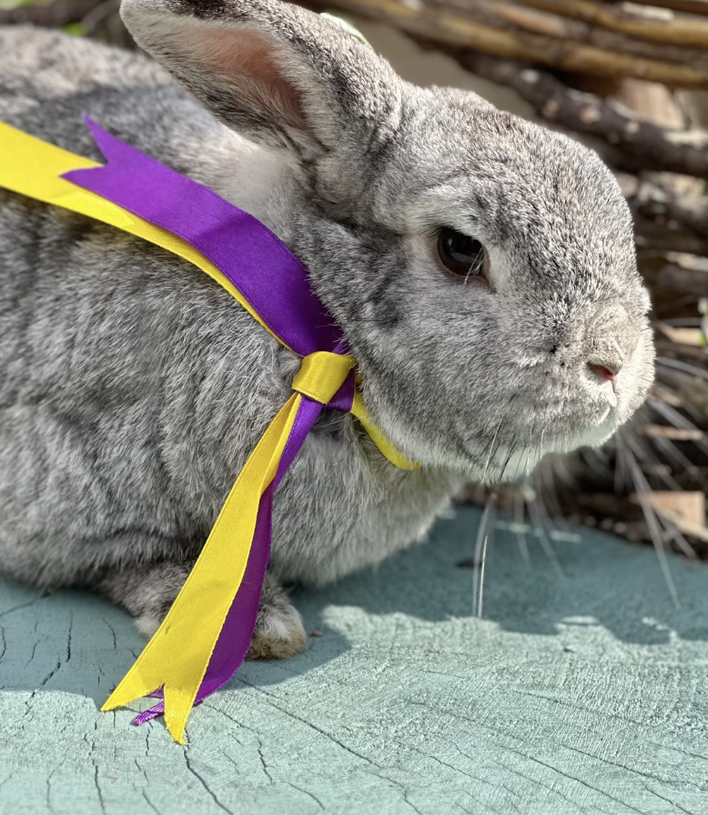 Easter Egg Hunt at Vauxhall City Farm